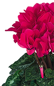 Cyclamen Midi+® 5071 - Fuchsia vif