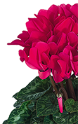 Cyclamen Midi+® 5071 - Fucsia vivo