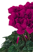 Cyclamen Midi+® 5095 - Purple