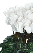 Cyclamen Midi+® 5124 - Blanc pur