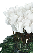 Cyclamen Midi+® 5124 - Reinweiss