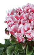 Cyclamen Midi+® ABANICO® Lachs