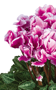 Cyclamen Midi+® ABANICO® Light purple