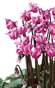 Cyclamen ORIGAMI® decora