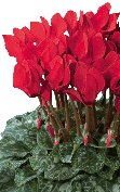 Cyclamen Premium 5011 - Rojo vivo evolución