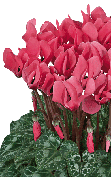 Cyclamen Premium 5041 - Salmón con ojo evolución