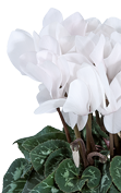 Cyclamen Midi+® 5124 - Pure white