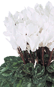 Cyclamen Midi+® 5126 - White compact