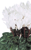 Cyclamen Premium 5126 - Blanco compacto