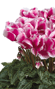 Cyclamen Midi+® ABANICO® Magenta