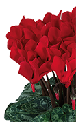 Cyclamen Smartiz® 6013 - Red