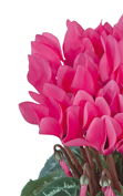 Ciclamino Smartiz® 6070 - Fucsia