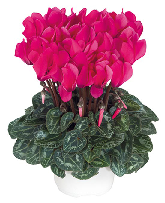 Presentation of all the varieties of the Smartiz miniature cyclamen series