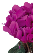 Cyclamen Smartiz® 6090 - Violett