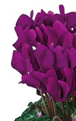 Cyclamen Smartiz® 6095 - Violeta oscuro