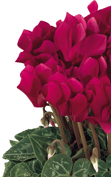 Cyclamen Smartiz® 6107 - Dunkel Magenta