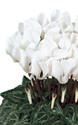 Cyclamen Smartiz® 6120 - Pure white