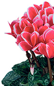 Cyclamen Smartiz® 6310 - FANTASIA® Rojo