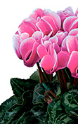 Cyclamen Smartiz® 6310 - FANTASIA® Fucsia