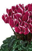 Cyclamen Smartiz® 6385 - FANTASIA® Magenta oscuro