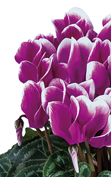 Cyclamen Smartiz® 6395 - FANTASIA® Dunkel Violett