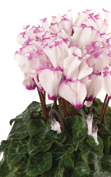 Cyclamen Smartiz® Victoria