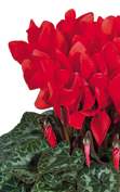 Cyclamen Tianis® 3012 - Rouge écarlate