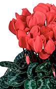 Cyclamen Tianis® 3035 - Salmón oscuro