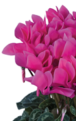 Metis® 3070 - Fuchsia