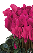 Metis® 3071 - Deep rose