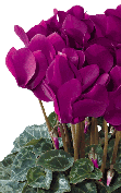 Cyclamen Tianis® 3095- Violet foncé
