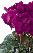 Cyclamen Tianis® 3095- Purple