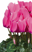 Halios® 2075 - HD Bright rose