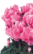 Halios® - CURLY® Rose