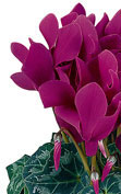 拉蒂尼亚®  1095 - 深紫色