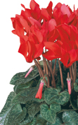 Cyclamen Metis® 4011 - Ecarlate compact