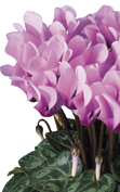 美蒂丝®  4067 - 紫喉淡紫色