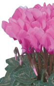 Cyclamen Metis® 4085 - Persian rose