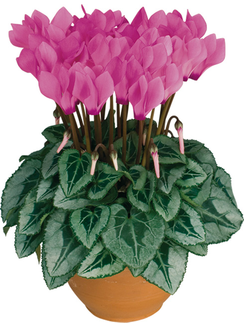 Presentation of all the varieties of the Metis miniature cyclamen series