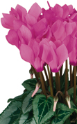 Metis® 4285 - Persisch Rosa Decora