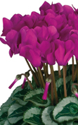 Metis® 4290 - Violetto decorativo